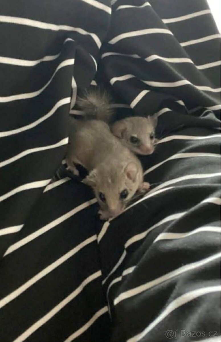 Plšík africký - 3