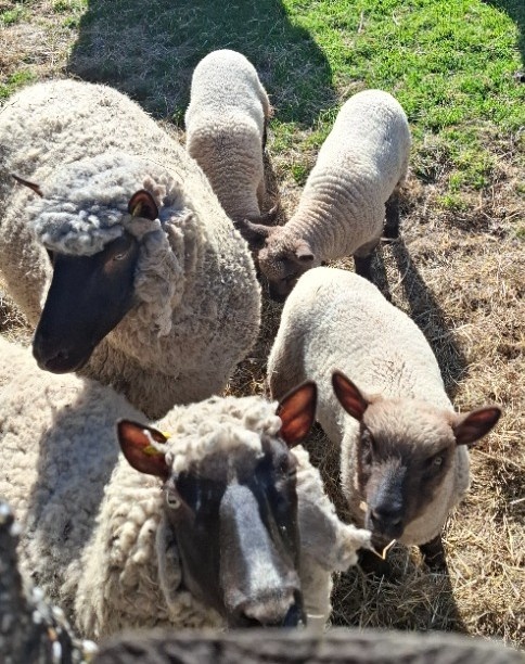 Prodám jehňata - 3