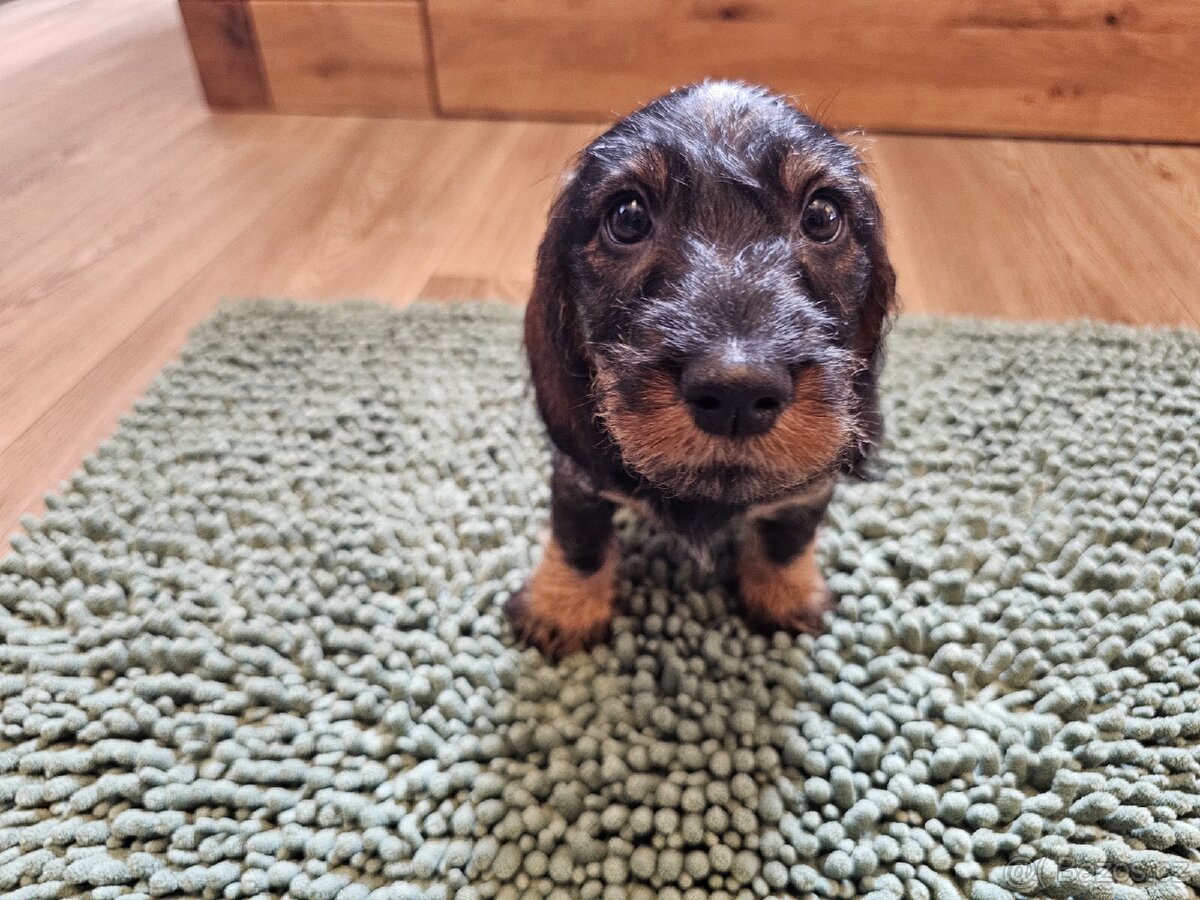 Jezevčík drsnosrstý standard POSLEDNÍ VOLNÝ PEJSEK - 3