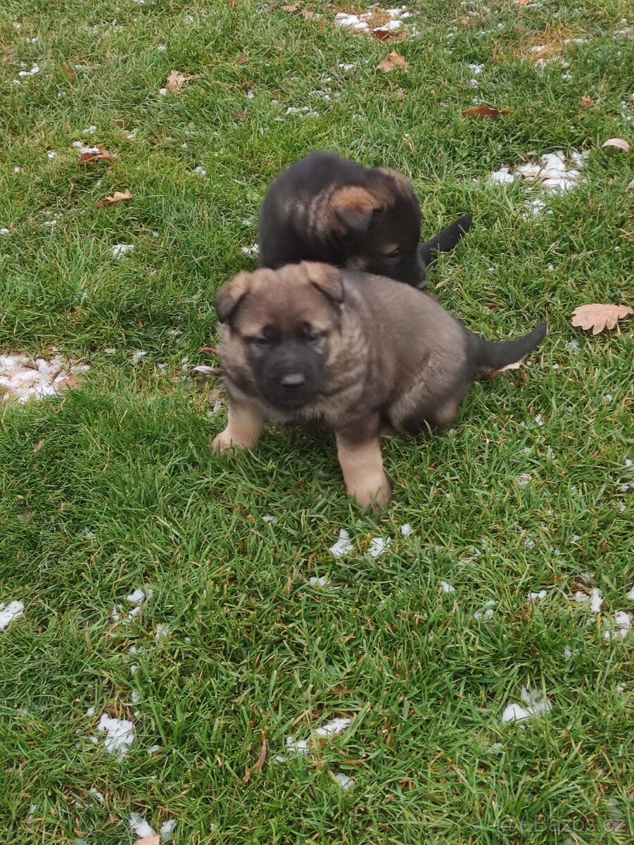 Německý ovčák štěňata - 3