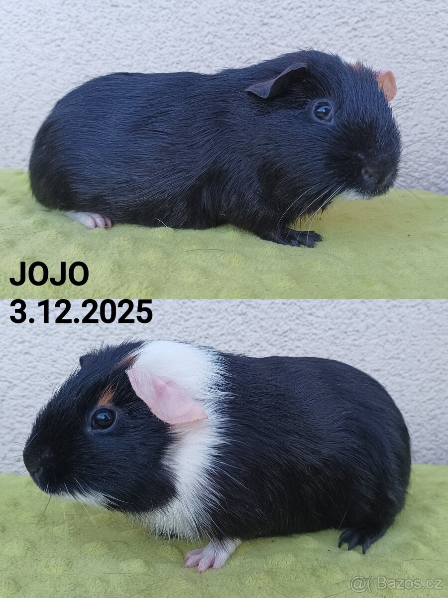 Morčata - samci - 3