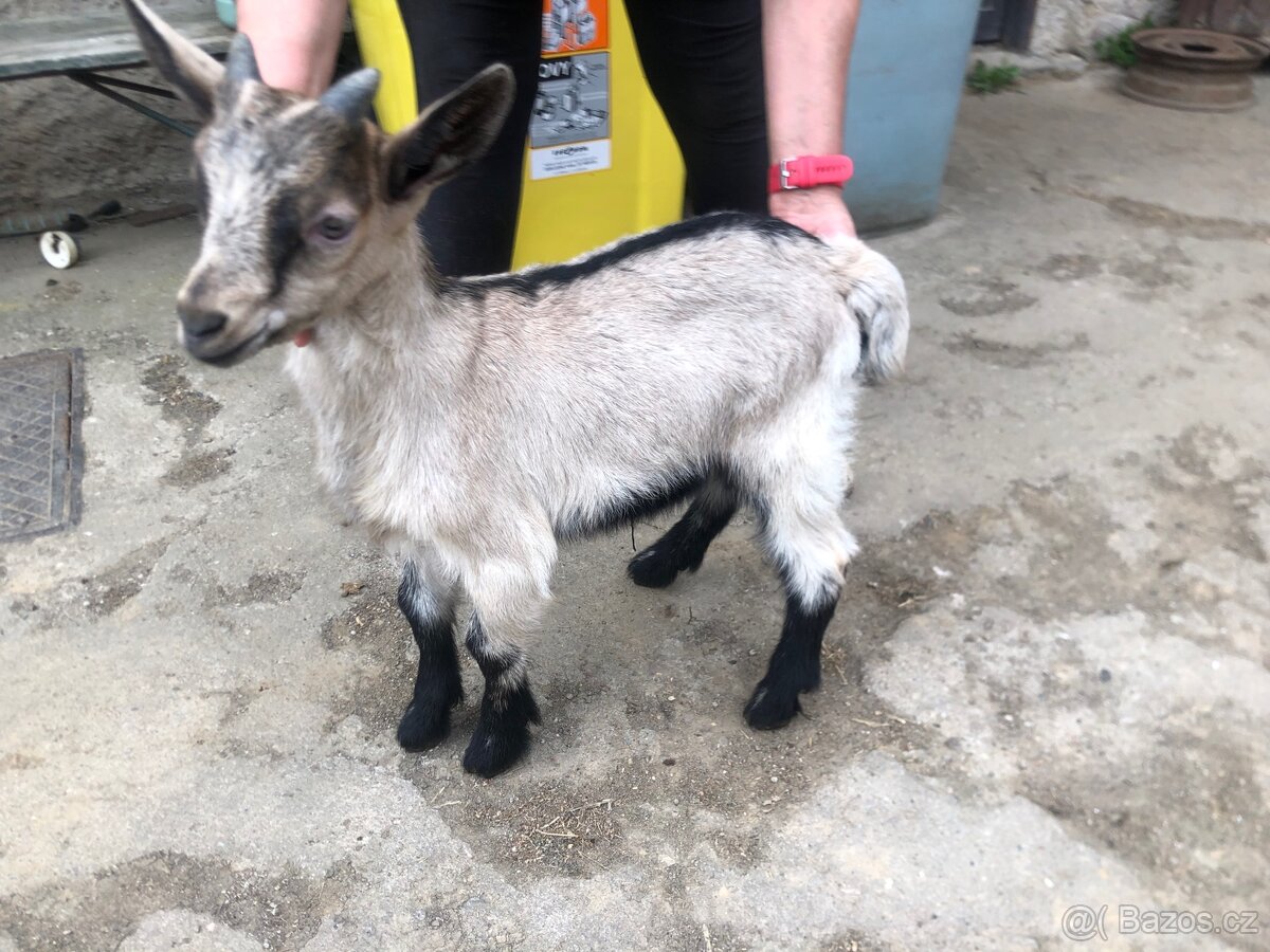 Kůzlata - 3