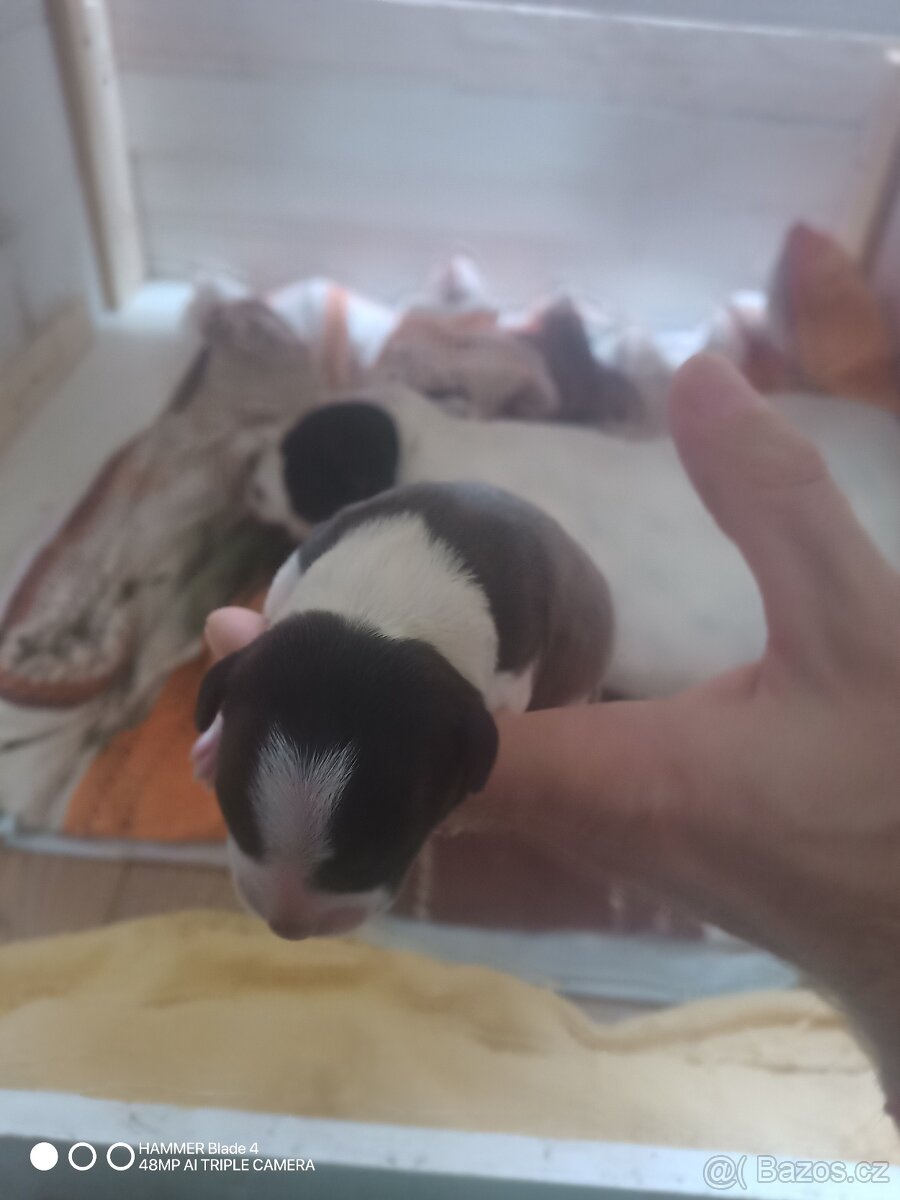 Stafordširský bulteriér - 3