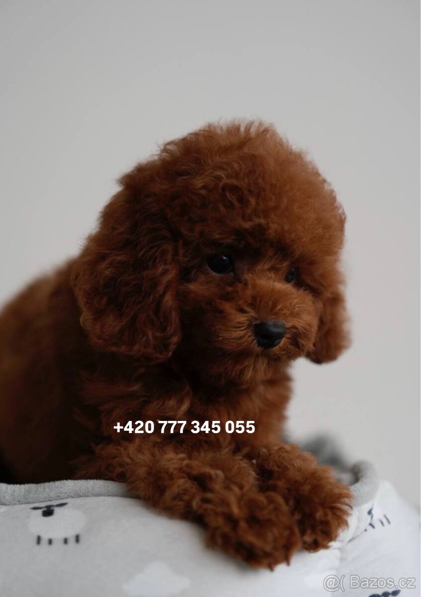 Toy pudl chlapeček Toy Poodle Red Brown boy male - 3