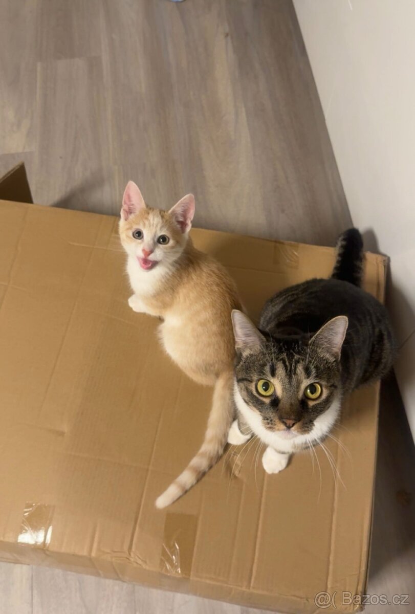 daruji kastrovaného kocoura - 3