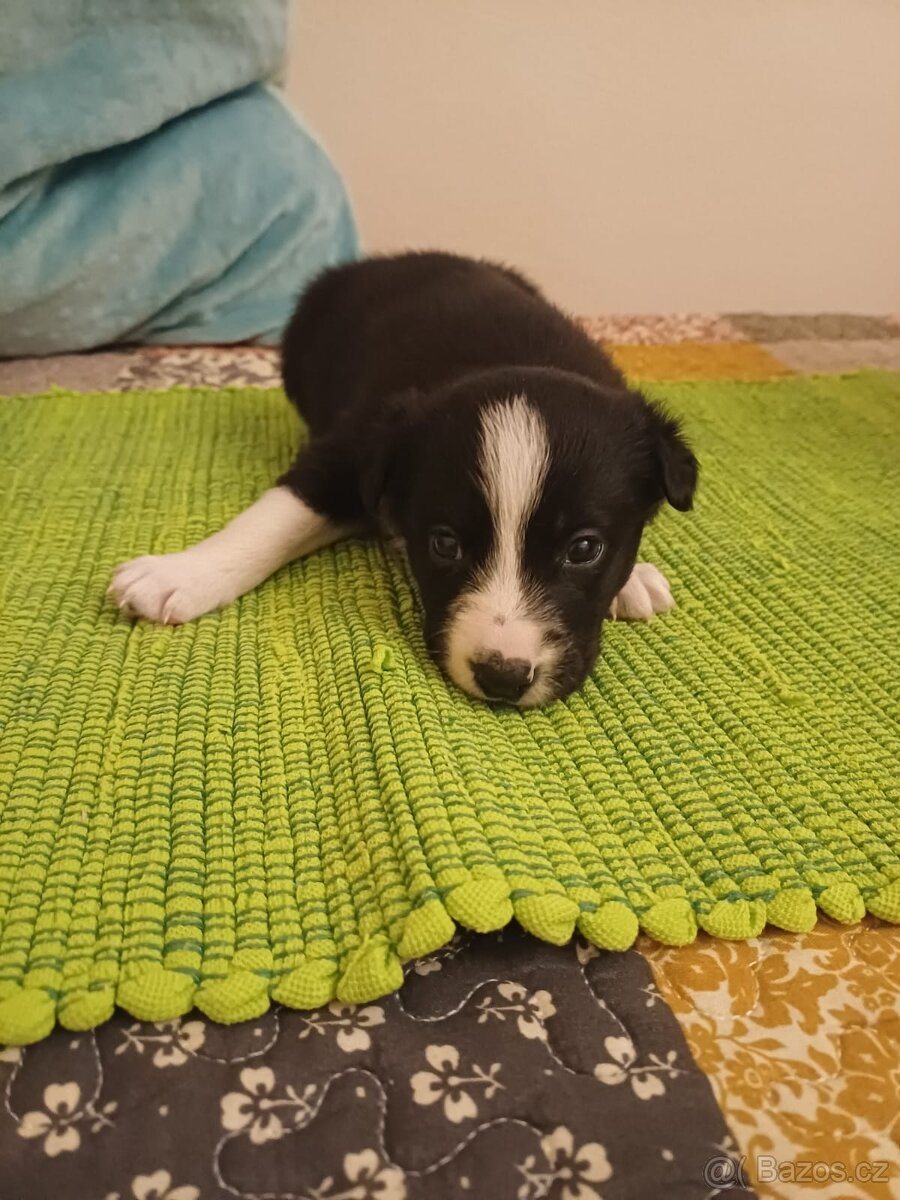 Štěňata Border Kolie - 3