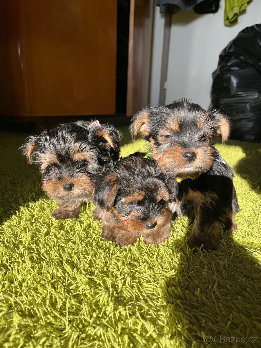 Yorkshirský teriér - 3