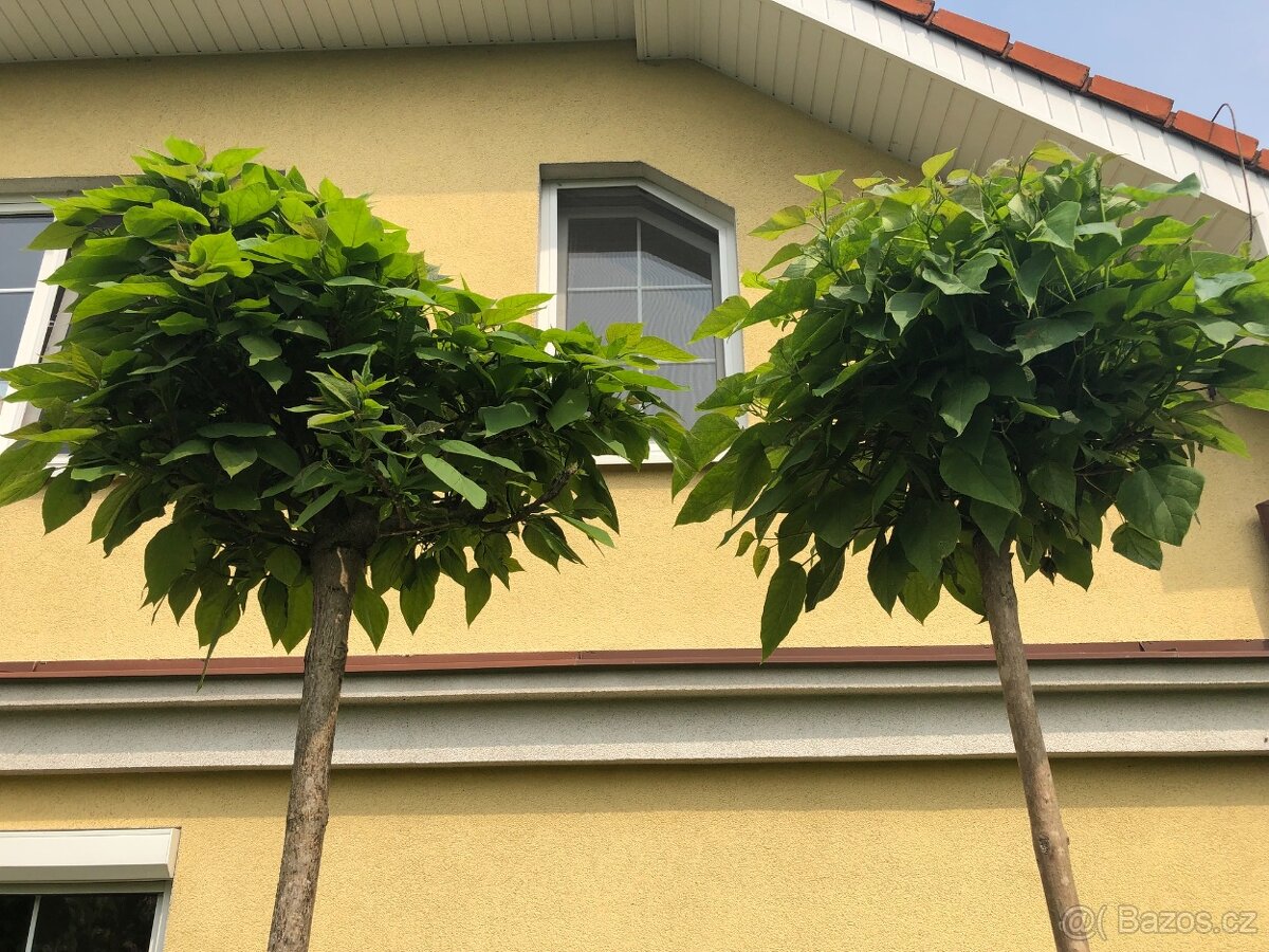Catalpa stromky Nana - zakrslé, nebo Bignonioides velké - 3