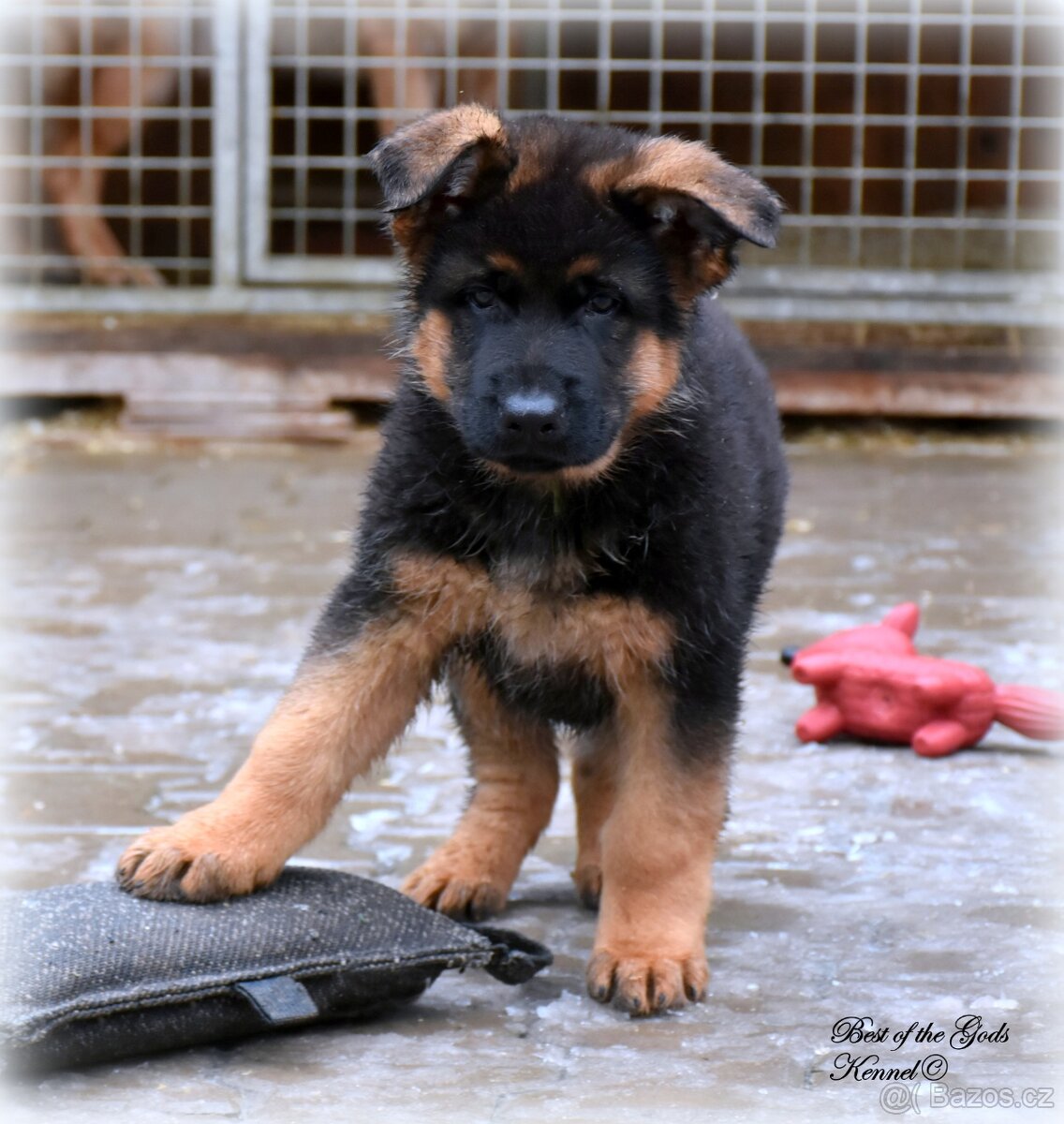 Německý Ovčák štěňata , krátkosrstý pes - 3