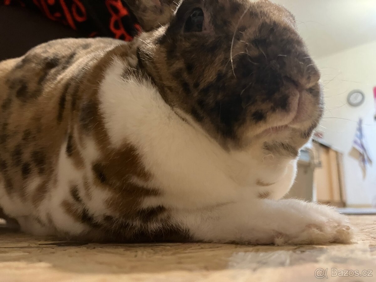 Zakrslý králíček Bunny - 3