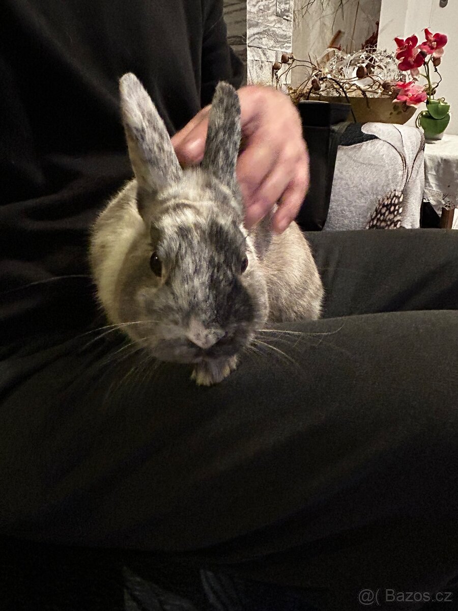 Zakrslý králíček - 3