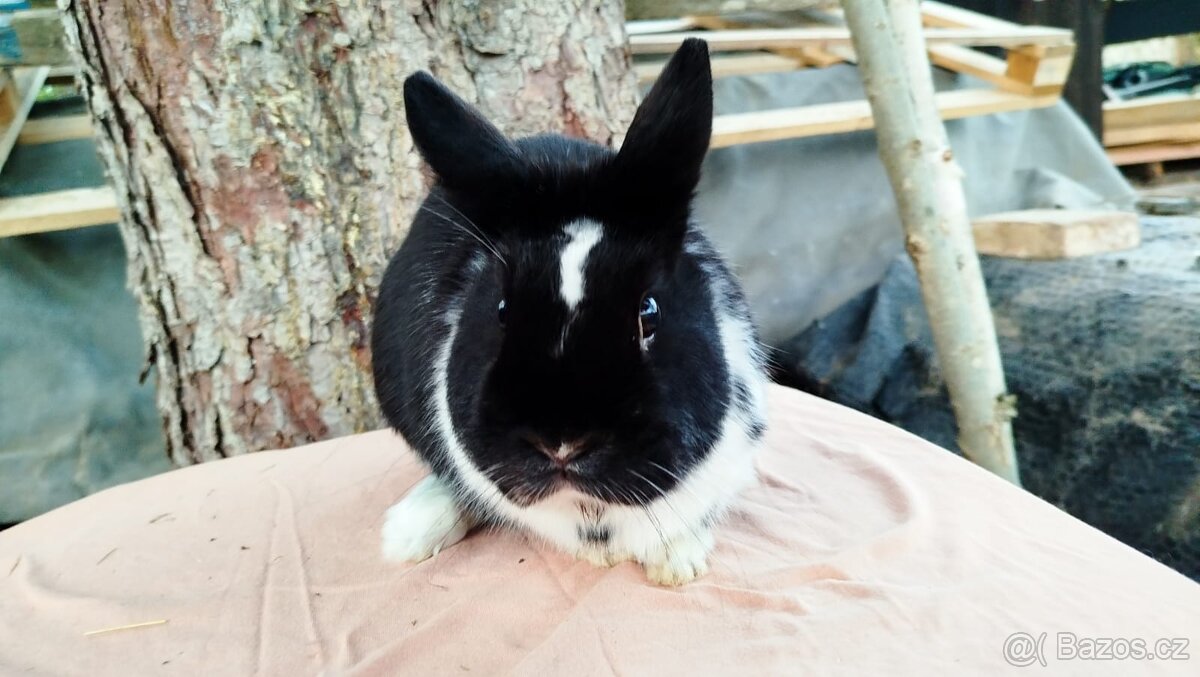 Zakrslý králík - 3