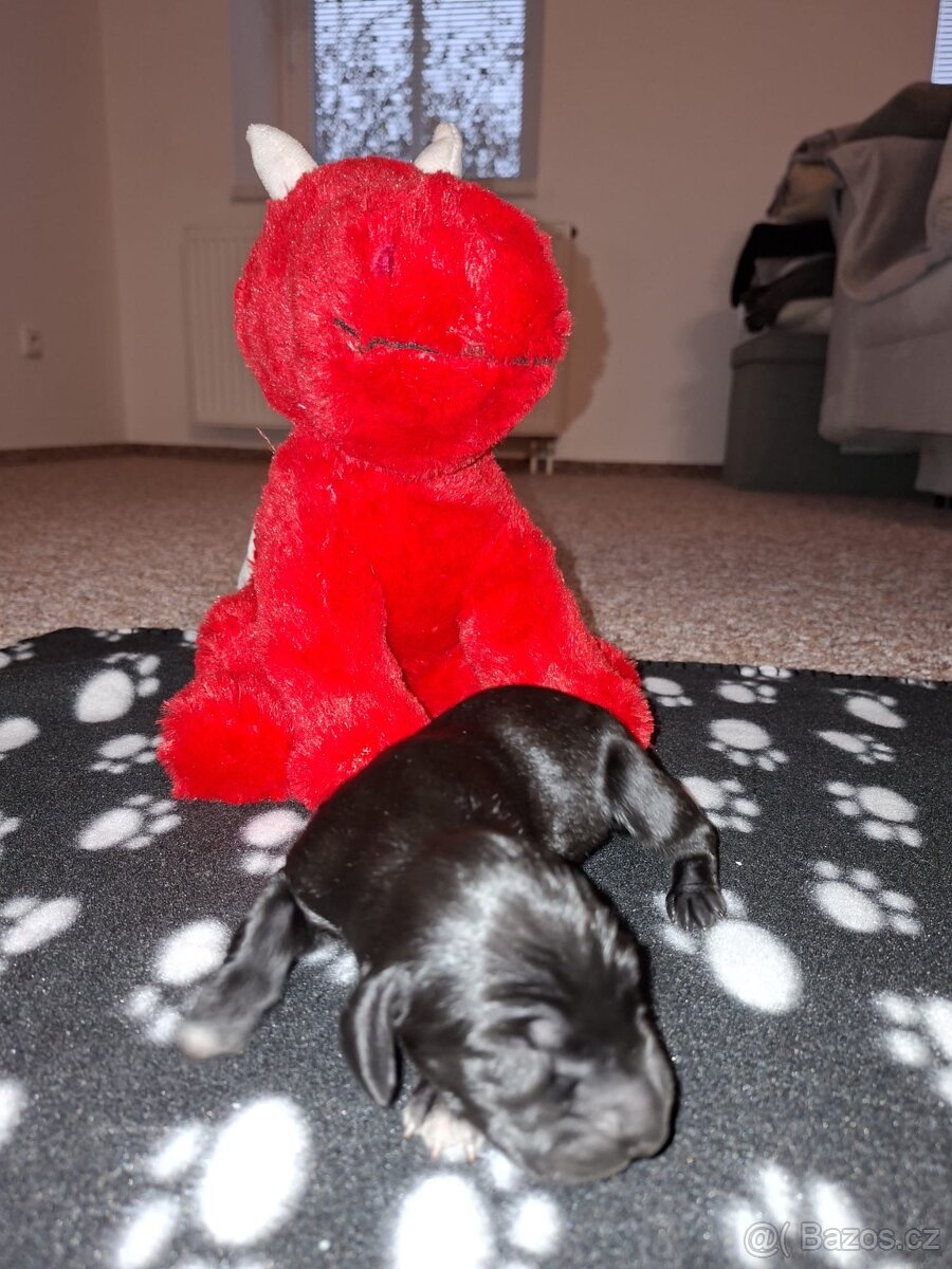 Německý krátkosrstý ohař - 3