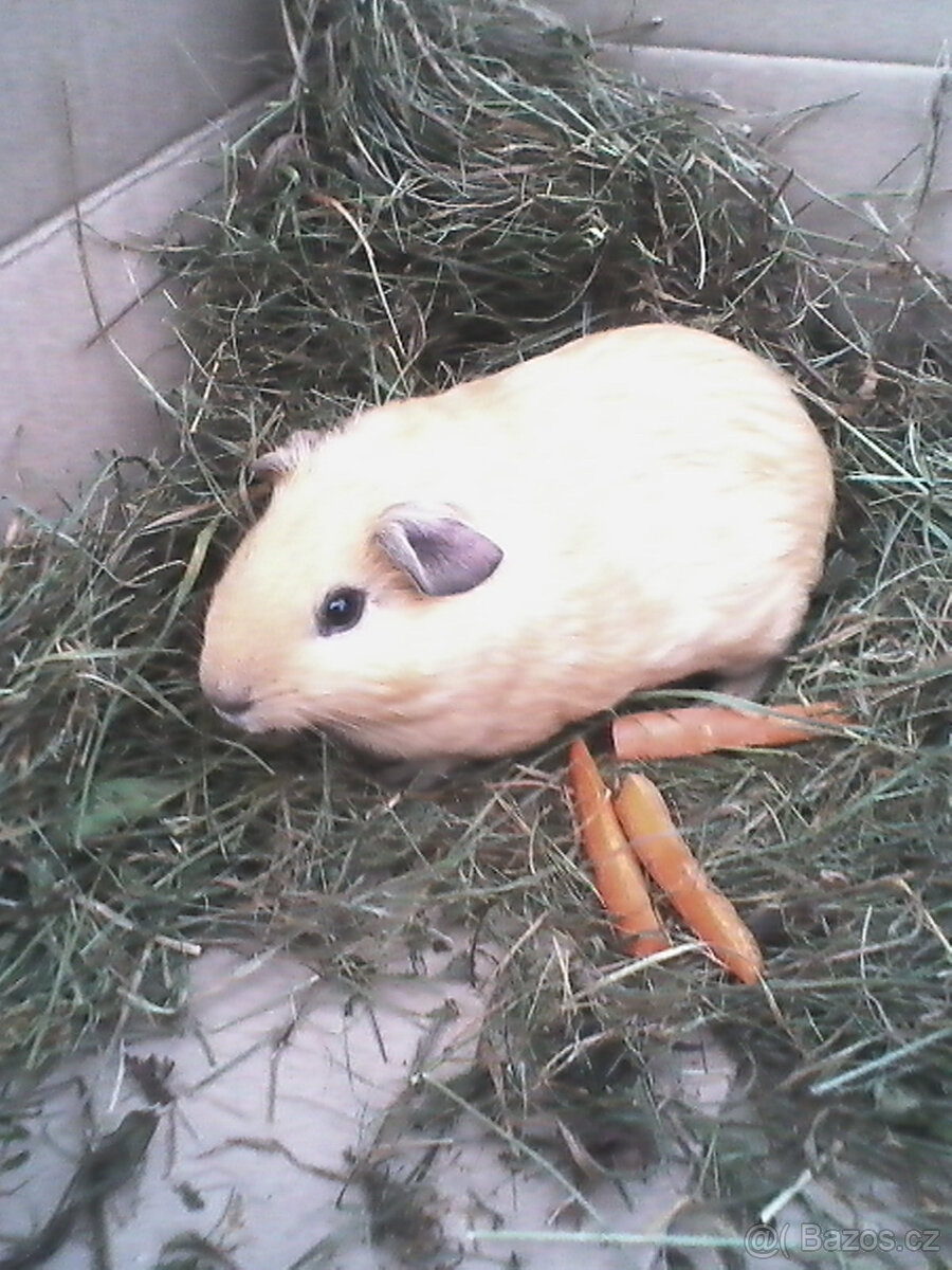 CUY morčata - 3