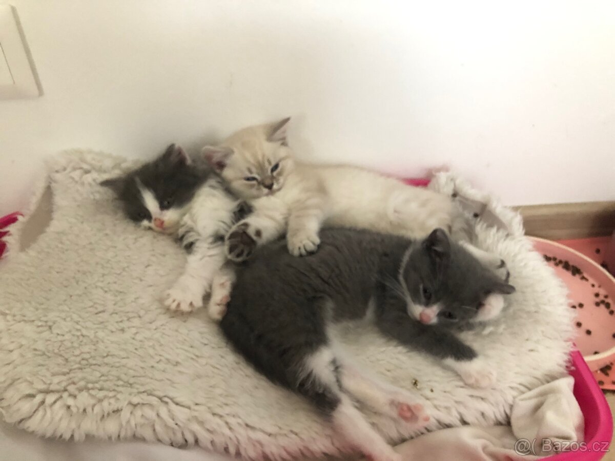 Britská koťata k odběru po rodičích s PP + výbava - 3