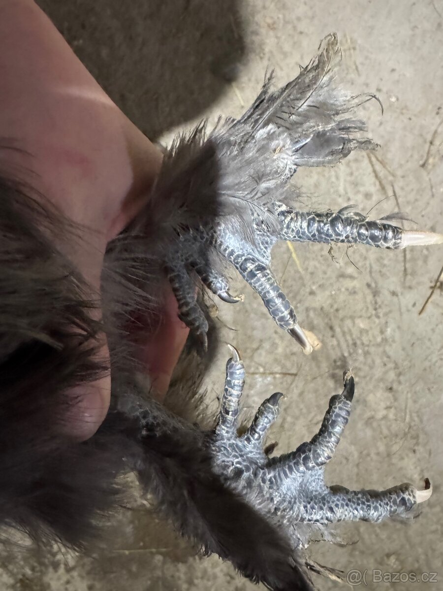 Hedvabnička velké vousatá - 3