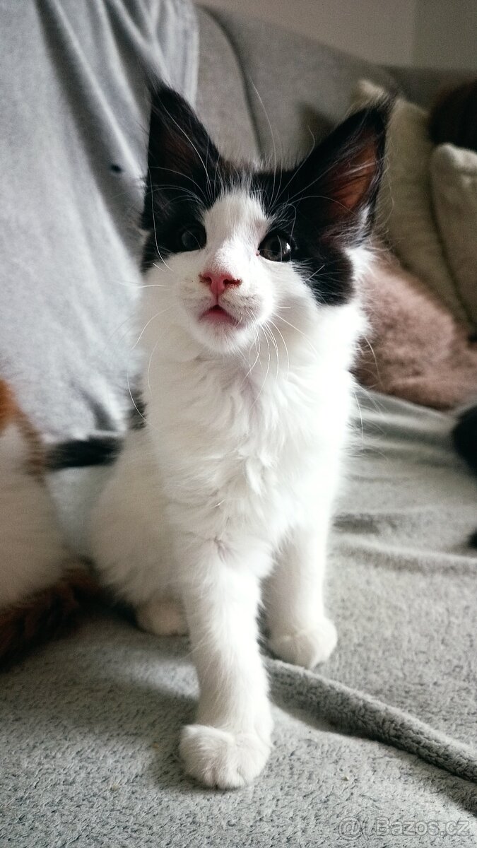 Mainská mývali bez PP - 3