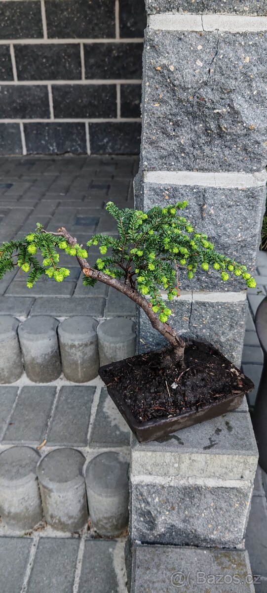 Bonsai, bonsaj - 3