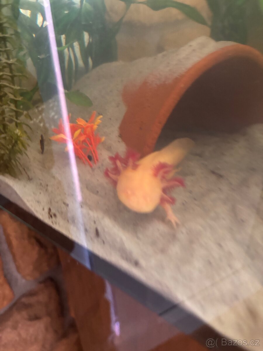 Axolotl + akvarium SPĚCHÁ - 3
