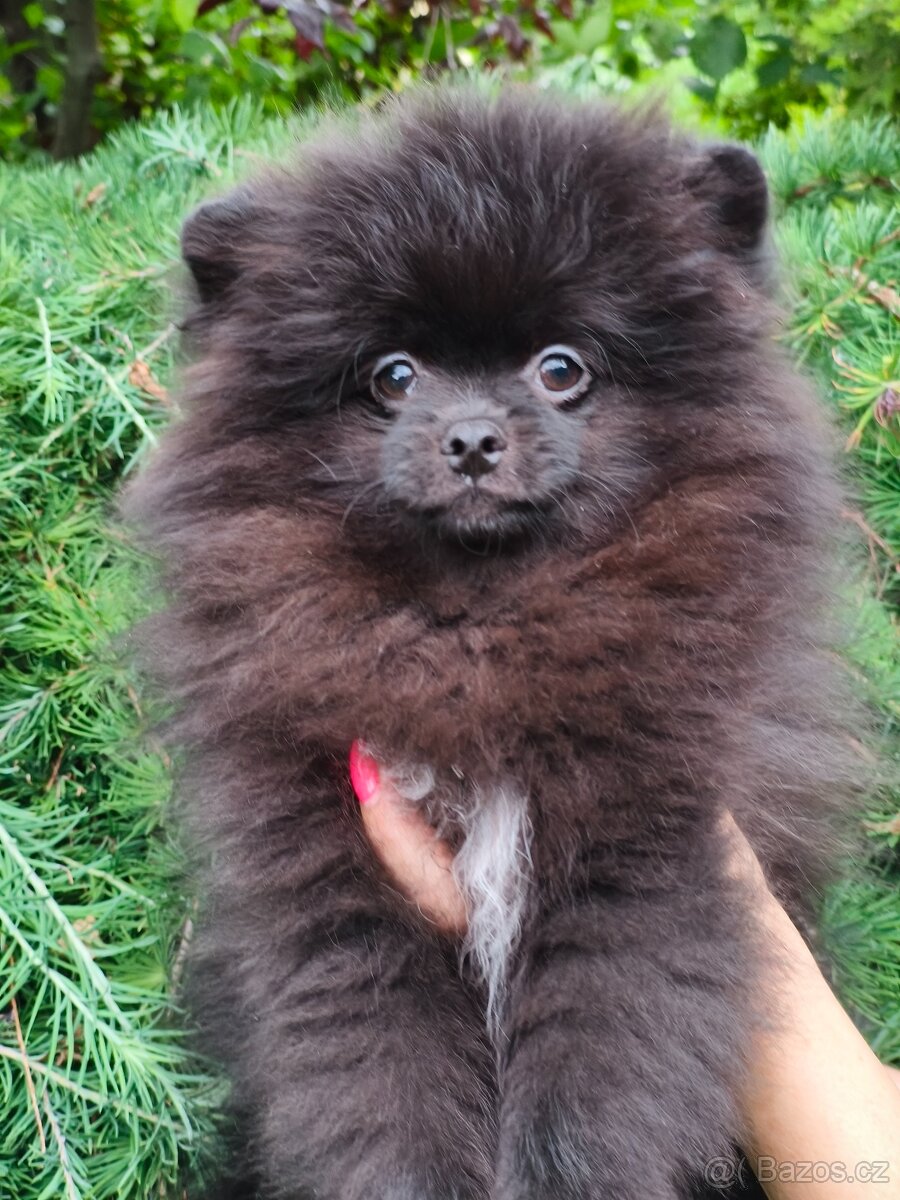 Pomeranian s pp - 3