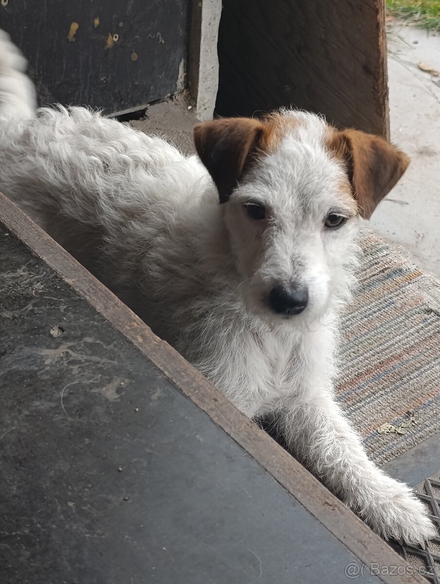 Prodám fenku Jack Russell teriér - 3