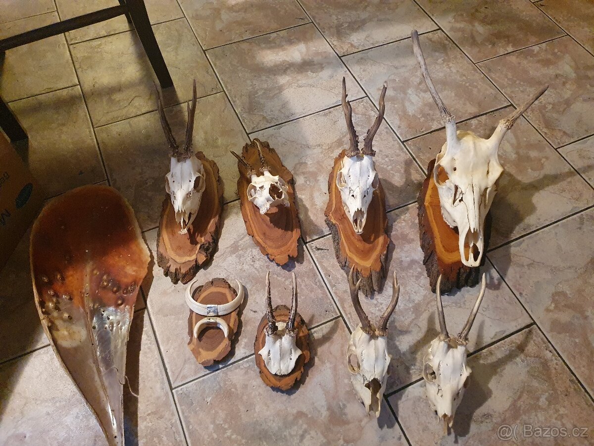 Srnčí trofeje jen mušle zbraně parozi - 3