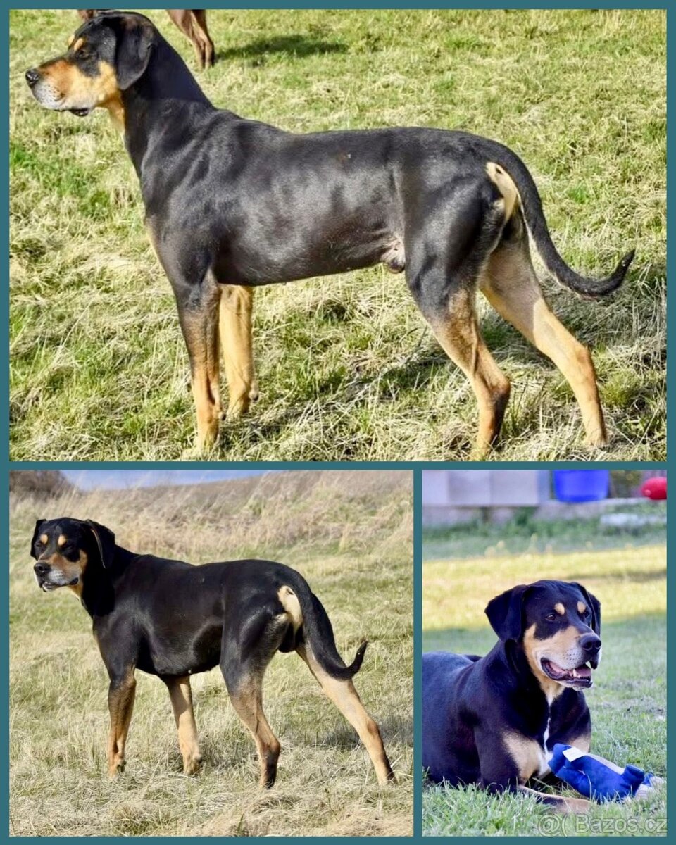 Louisianský leopardí pes s PP - 3