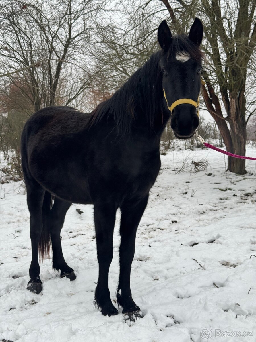 Černá kobylka - 3