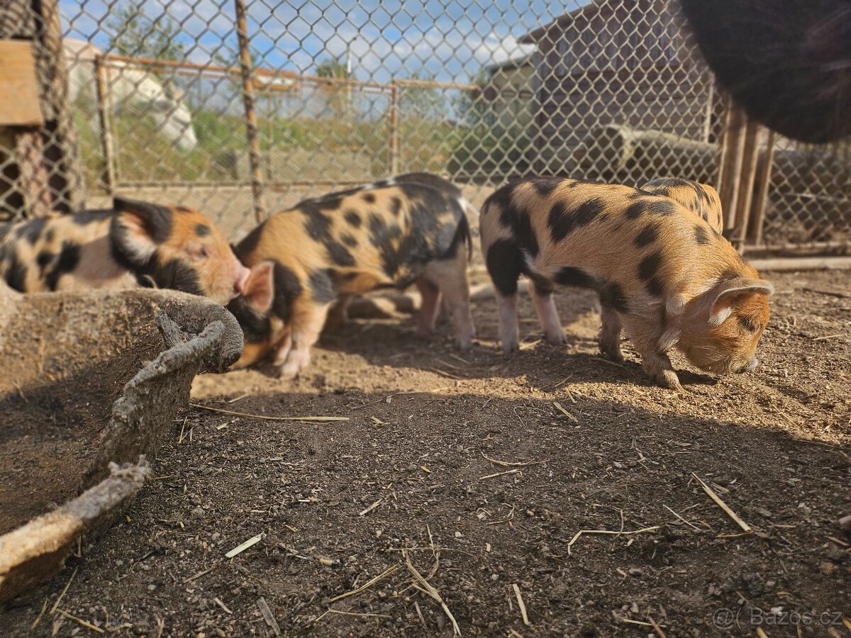 Kune kune s POP a genetickou testací - 3