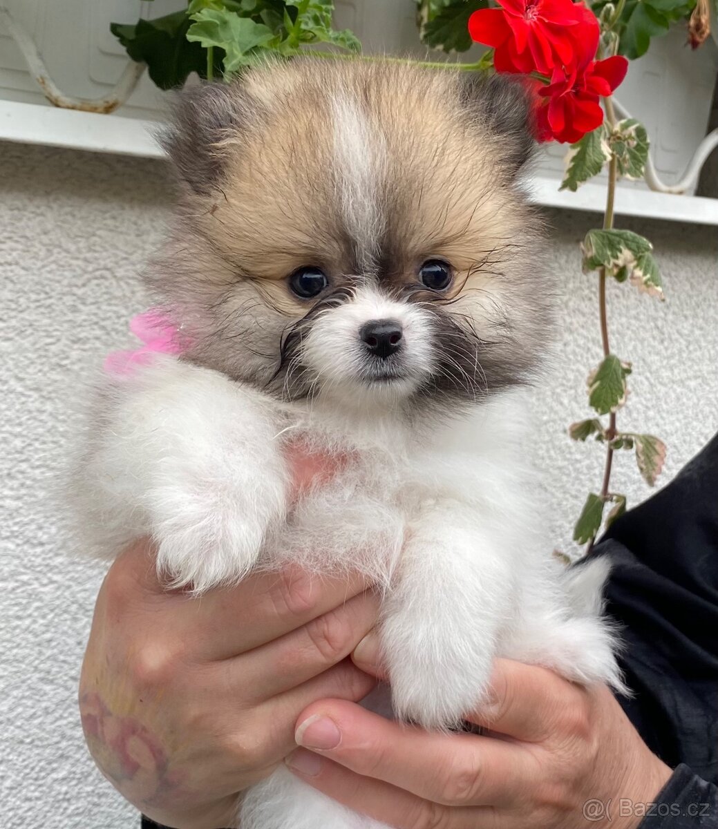 Pomeranian štěňátka bez PP - 3