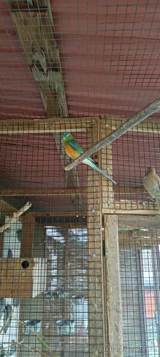 Papoušek zpěvavý - 3