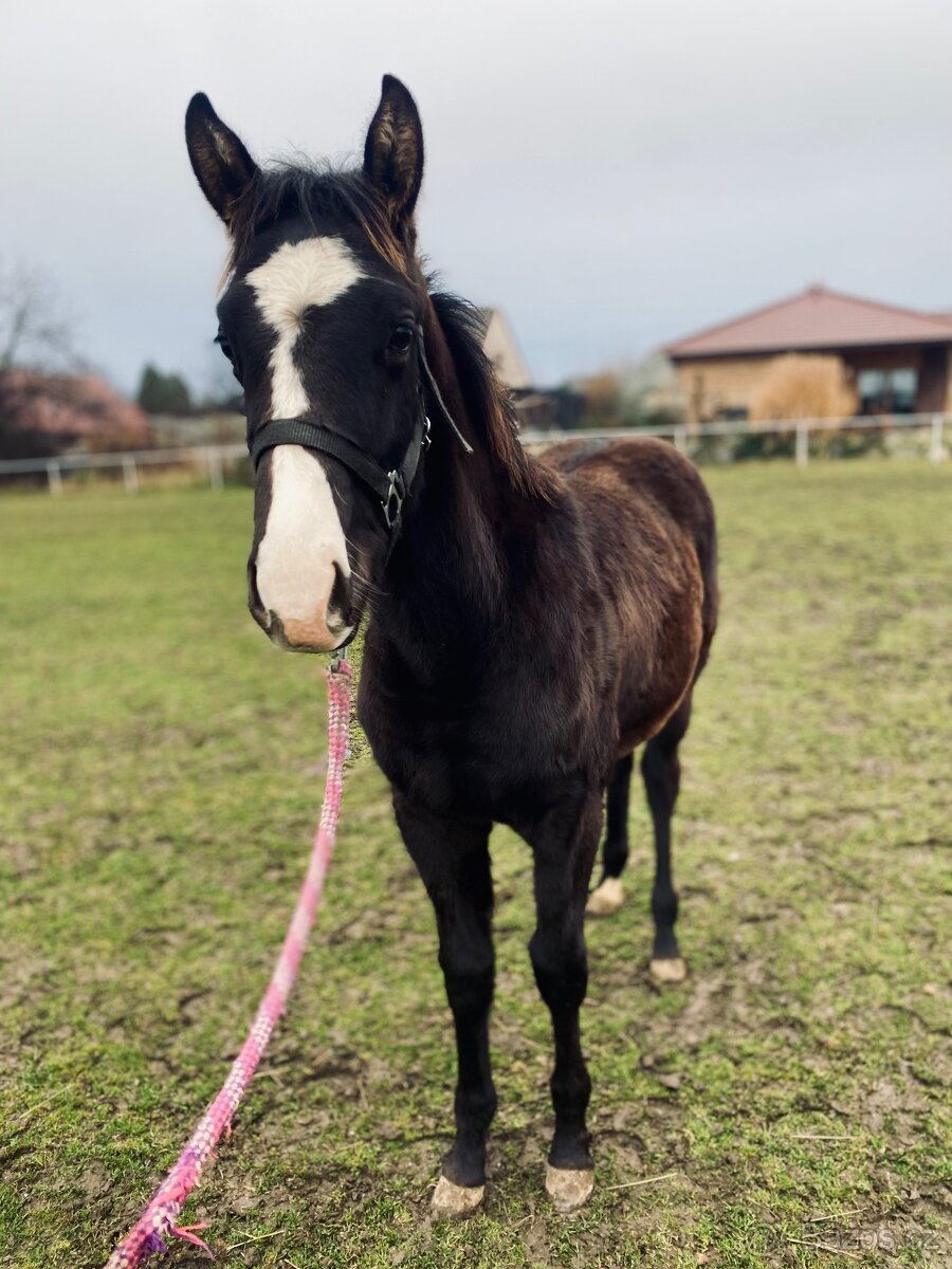 Poloviční American Paint Horse - 3