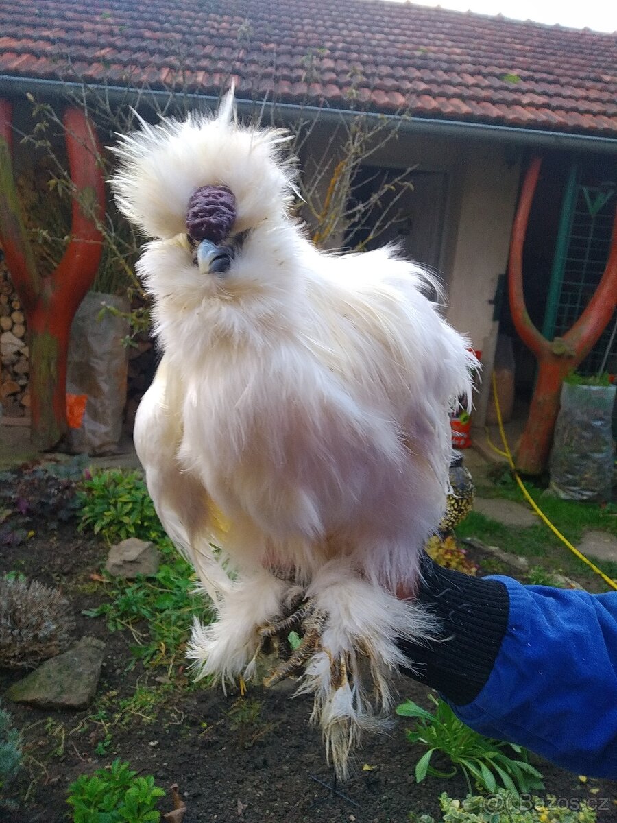 Kohouti Hedvábničky holokrčky a bílé velké vousaté - 3