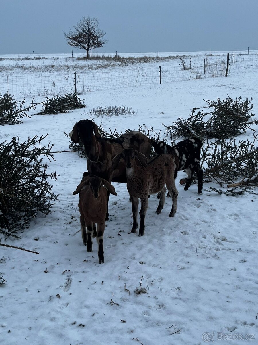 Anglonubiske kozičky - 3