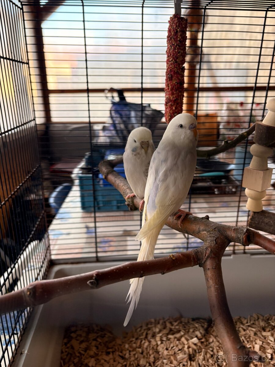 Loňské Andulky - 3