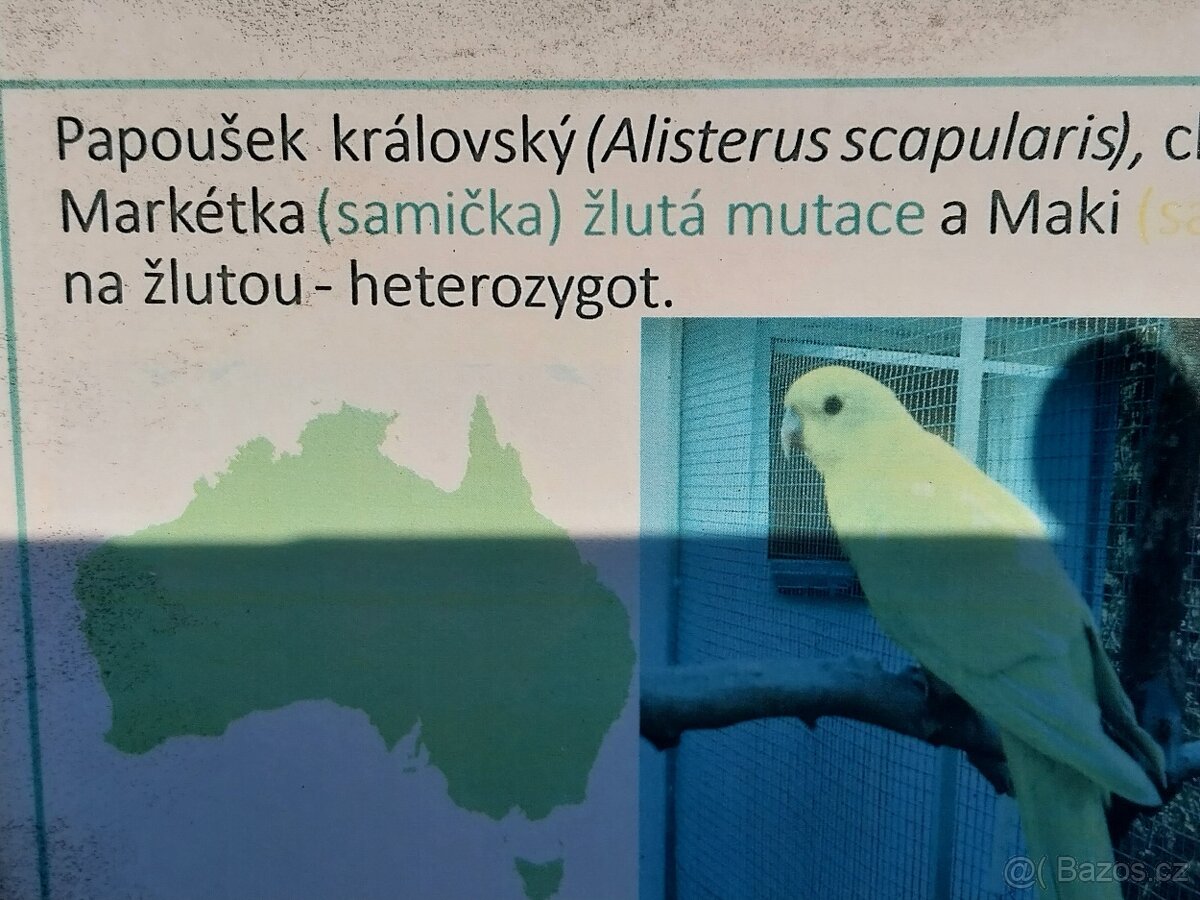 Papoušek královský - 3