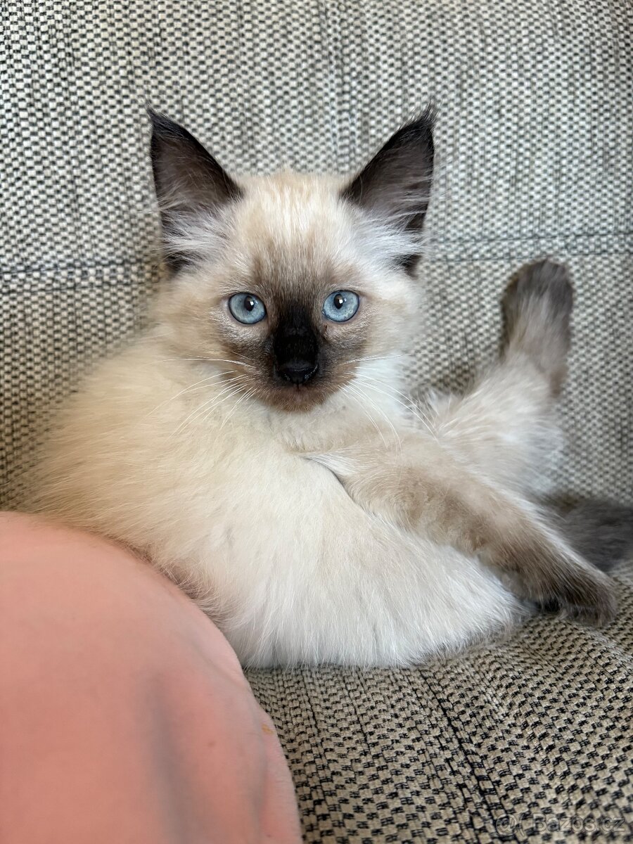 Ragdoll koťátka bez pp - 3