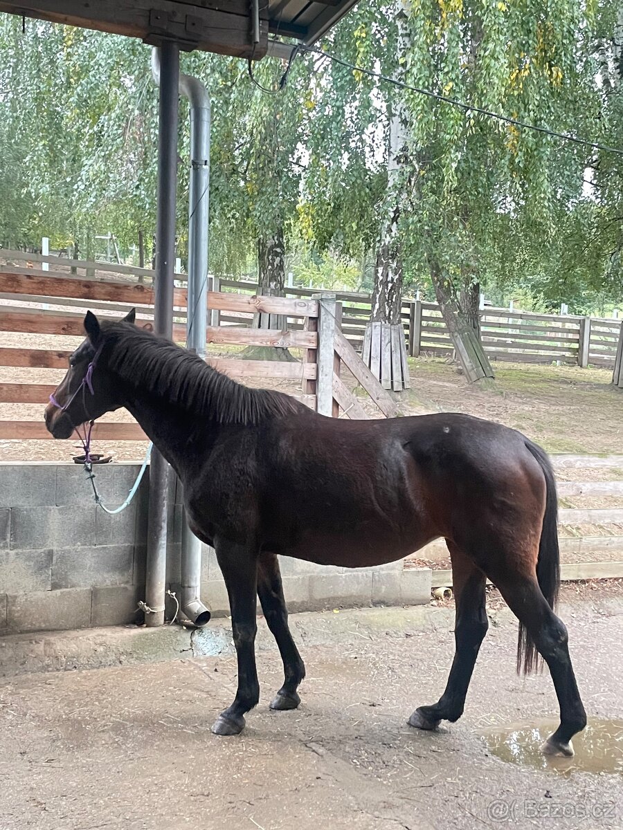 Prodám kobylu jako společníka nebo na rekreaci - 3