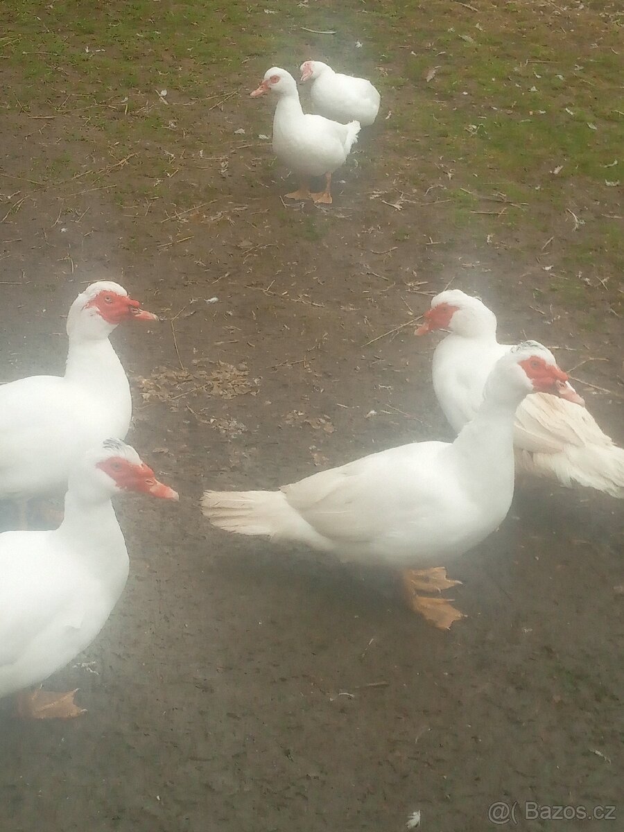 KAČER PIŽMOVÝ - 3