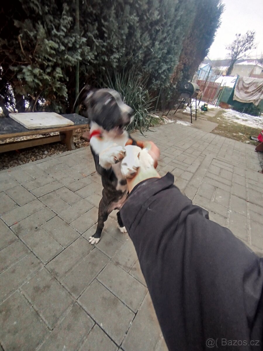 Americký Stafordšírsky teriér s PP 🐶 🐾 🩵 - 3