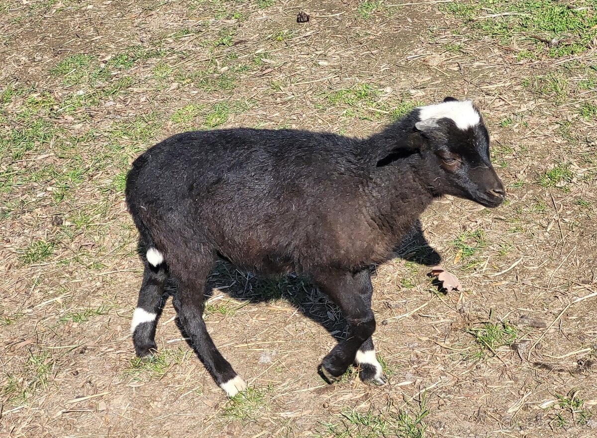 Kamerunská ovce - beránek - 3