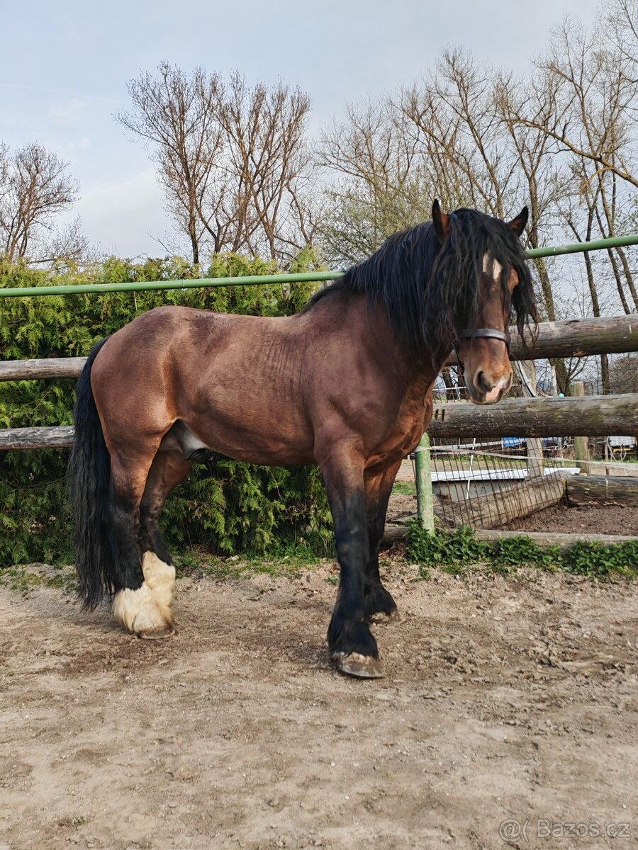 Připouštění hřebcem ČN - 3