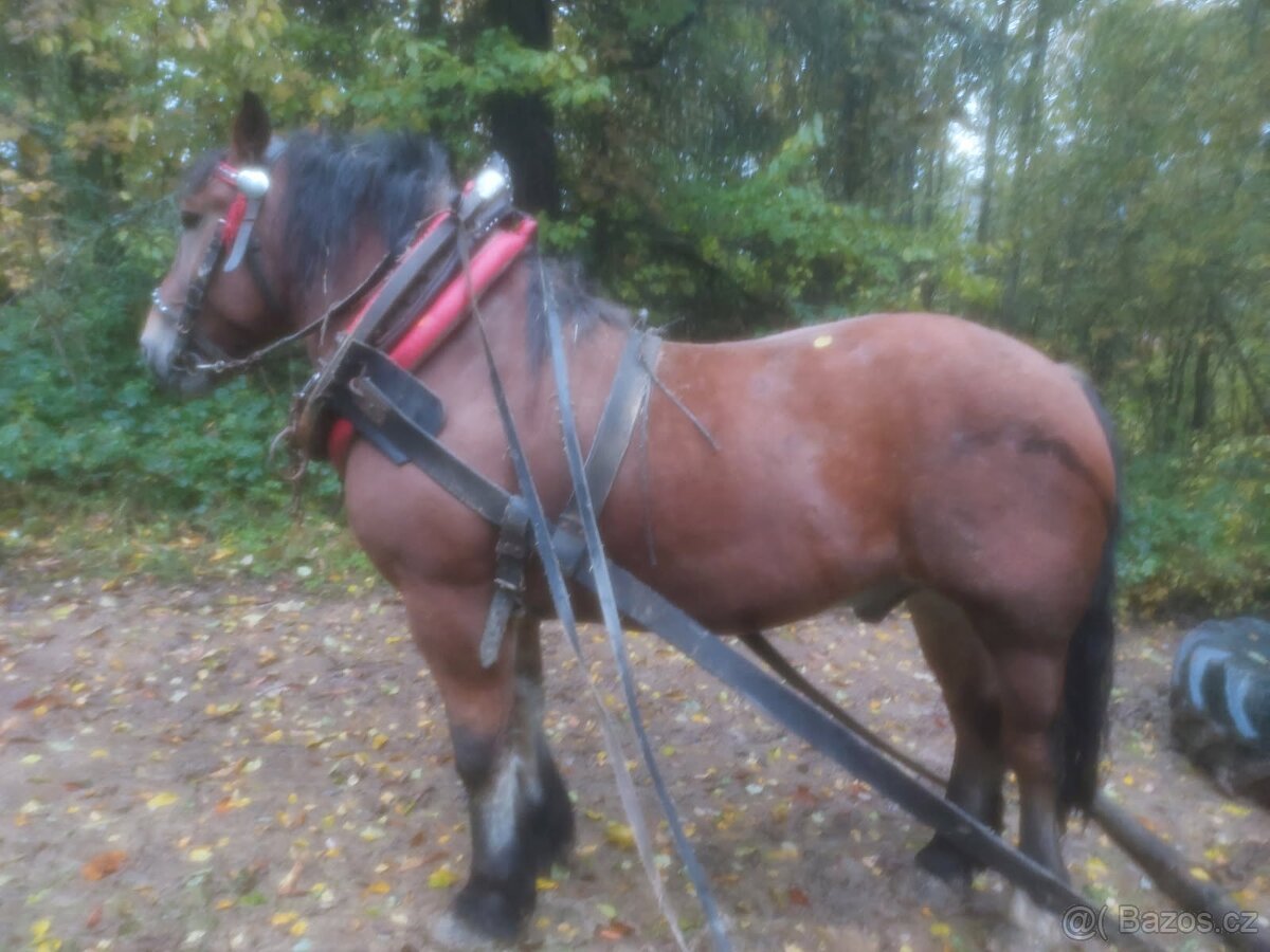 Prodám tažného koně do lesa - 3