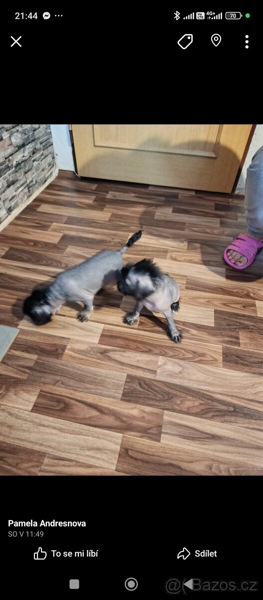 Čínský chocholatý pejsci křížený - 3