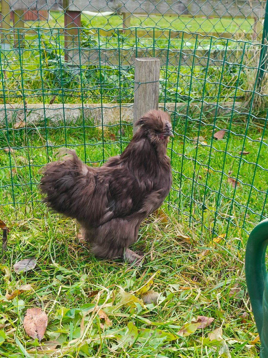 Hedvábnička zdrobnělá: kohoutek - 3