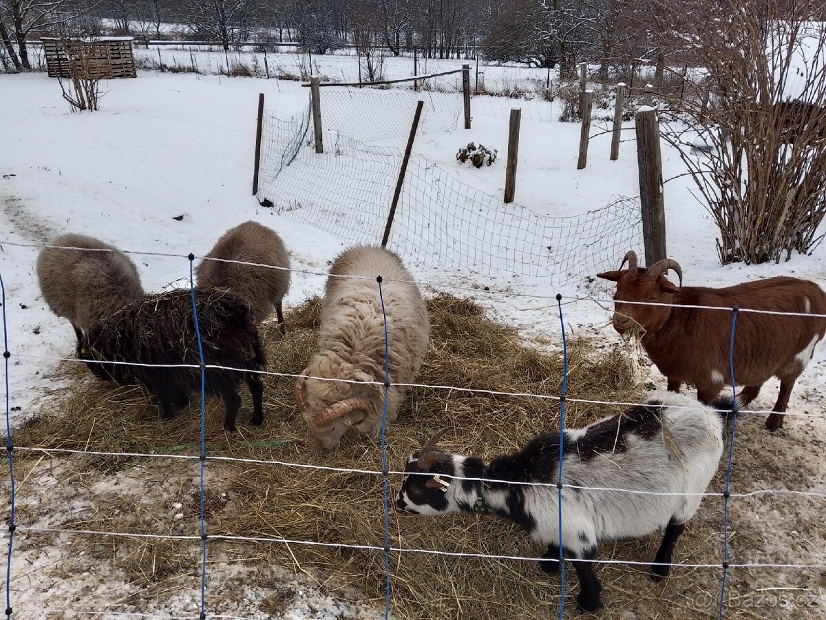 Půjčím stádo na výpas - 3