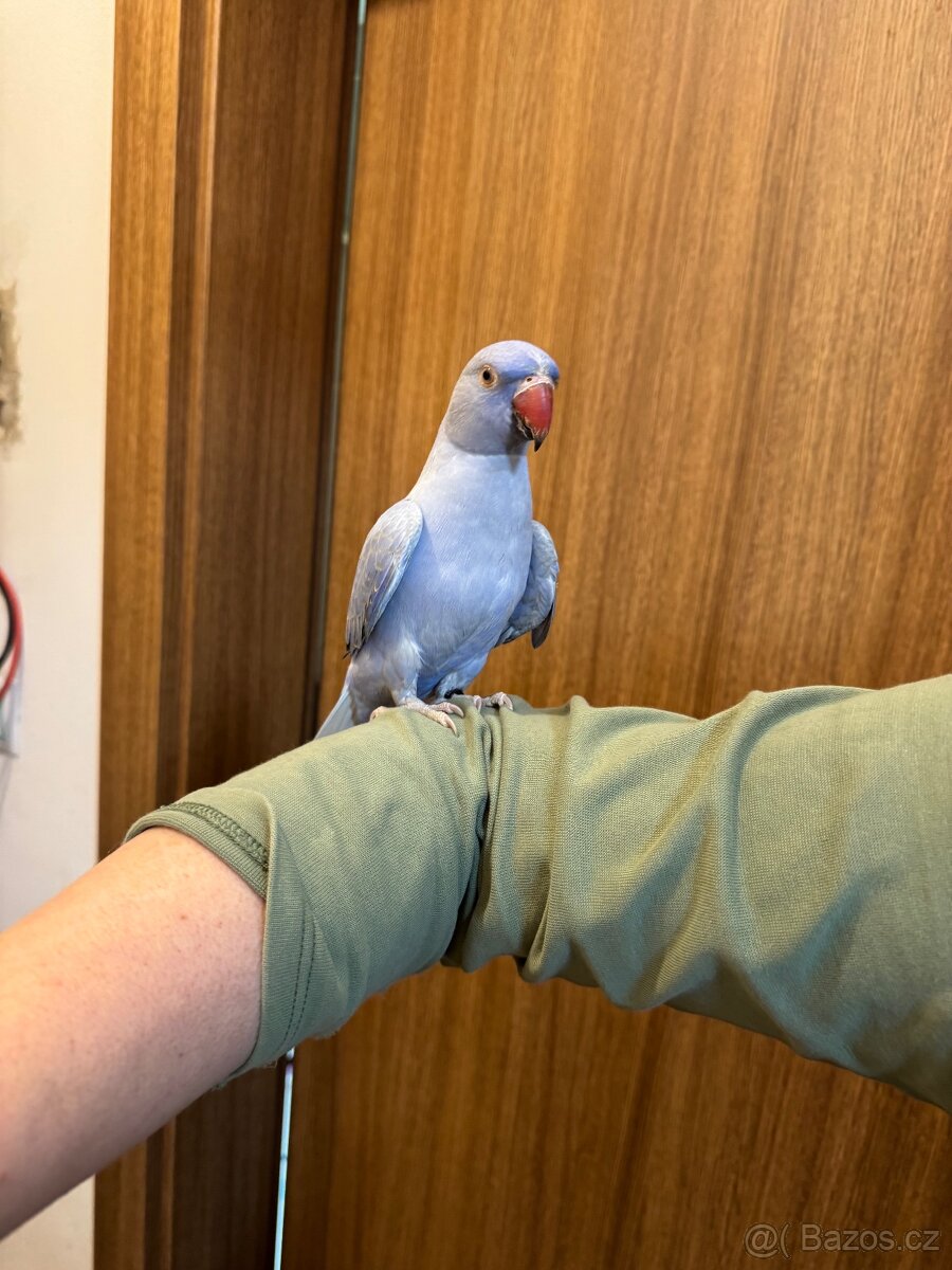 Alexandr malý krotký - 3