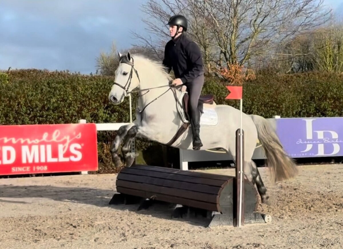 Connemara pony valach 5let - 3