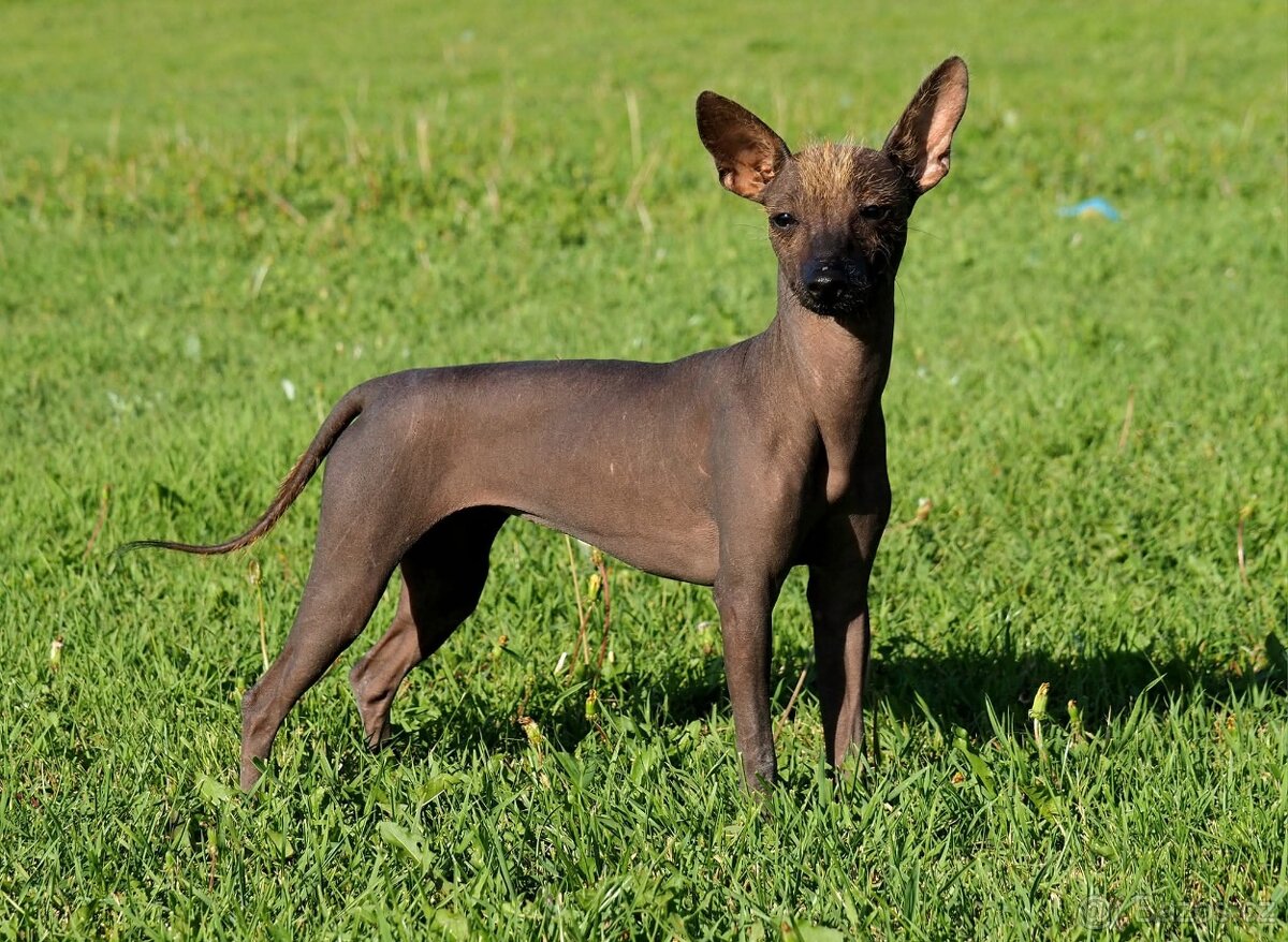 Miniaturny mexický naháč s PP- s rodokmenem - 3