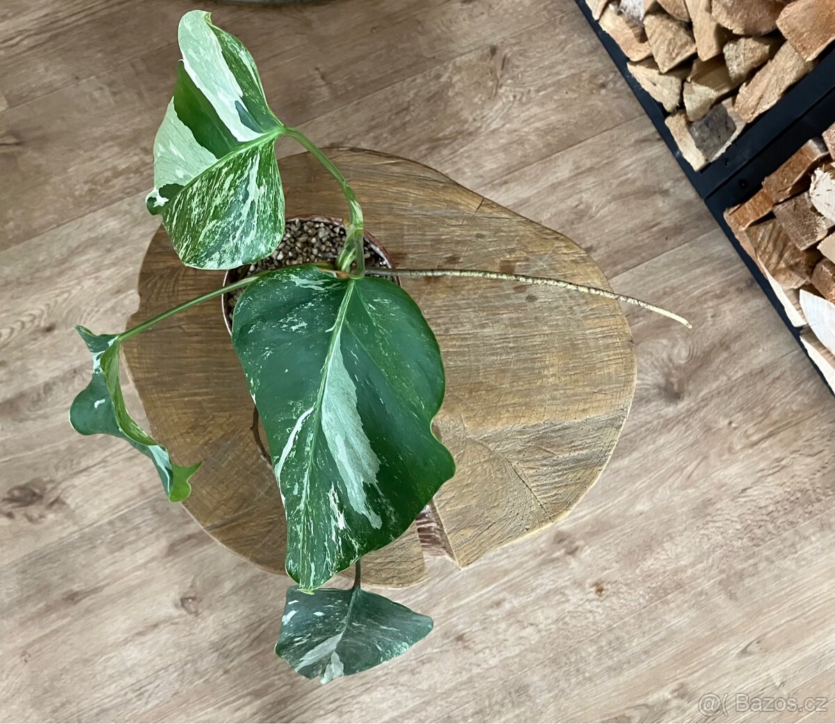 Monstera albo variegata - 3